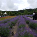 라벤다 이미지
