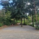 아잘리아그린 이미지