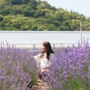 사라실 라벤더 단지 | 6월 여행지 추천, 전남 광양 라벤더 축제 너무 좋아♥(기간, 사라실 마을 위치, 입장료X)