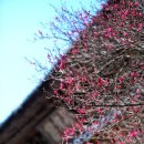 가람과대숲 민박 | 화엄사 홍매화에 심쿵