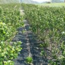 영봉농장 이미지