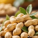 땅콩열매의 영양과 건강효능