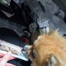 미소덴탈 | 강아지간식추천 네이처트레이스 스파이더웹 덴탈바 후기