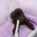 뷰티펫 하우스 이미지