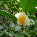 맹종죽테마파크1 이미지