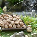 대보농장 이미지