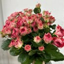 캐칭 트렌드세터-Catching Trandsetter Rose 이미지