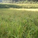 매향농장 이미지