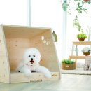 하우스독 이미지