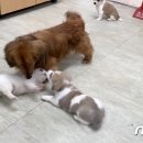 장군켄넬 뉴스1
