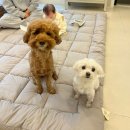 갈라펜션 | 당진 애견독채펜션 파머스데이 C호실 | 충남 애견펜션 아기랑 감성숙소