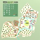한반도솔숲쉼터 캠핑장(강원 영월/애견동반/솔숲 12번)