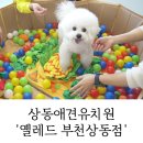 옐레드 부천상동점 | 상동애견유치원 강아지 호텔 옐레드 부천상동점 반려견 힐링 공간!