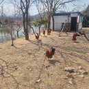 산양키우는 가 이미지