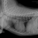 리라동물병원 이미지