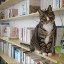 게으른 소나기 민박 이미지