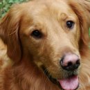 분홍강아지 이미지