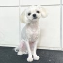 하루가다르개 이미지