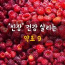 건강 약초 이미지