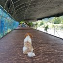 복실이네 애견 이미지