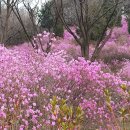 3월28일(목)원미산 진달래,둘레길 트래킹~ 이미지