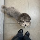 비비에뷰티룸 | [구미/어버니움 뷰티]구미 송정동 속눈썹펌 맛집 솔직후기