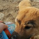 삼서초등학교 이미지