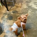 달이 | [의왕 애견동반 카페 달이예쁘다 후기] 입구는 산골인데, 안은 감성 대형카페… 분위기 굿