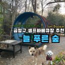 늘푸른숲 이미지