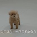 태기산더덕순대 이미지