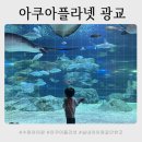 아쿠아플라넷 광교 | 수원 아쿠아플라넷 광교 실내 아이랑 다녀온 후기