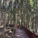 서귀포시장애인회관 (2대) | 서귀포 치유의숲 제주도여행 힐링코스 추천 예약방법 총정리