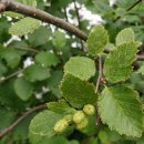 오리나무 이미지