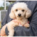 펫포레스트 이미지