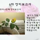 No.6_장미보고서_진딧물,개미퇴치법_(84617,노석환) 이미지