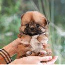 인천 강아지분양 고양이분양 미유펫 | 부평강아지분양 신중하게 택할 수 있는 미유펫