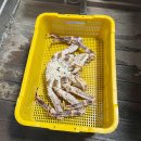 오대양대게수산 | 송탄 오대양대게수산 (대게, 킹크랩) '냠냠'