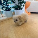 퍼피얌 그루밍 | 철산강아지분양, 퍼피에몽에서 만난 사랑스러운 미니시츄 후기