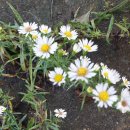 왕벌농장 이미지