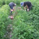 비전농장 이미지