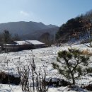 노루목향기 이미지