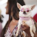 [rfi]Un chihuahua au Festival de Cannes 이미지