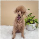 아임댕댕 이미지