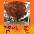수상카 | 일본 렌터카 여행 시가현 메타세쿼이아 가로수길 방문 후기