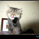 고양이세수 이미지