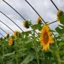 용해농장 이미지