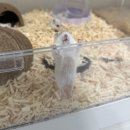 햄스터 분양 로던트 클럽 충남점 이미지