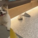 펫 치즈 클럽 이미지