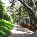 삼문동둔치길(삼문송림) 이미지