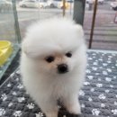도그마루강아지고양이분양구미대구